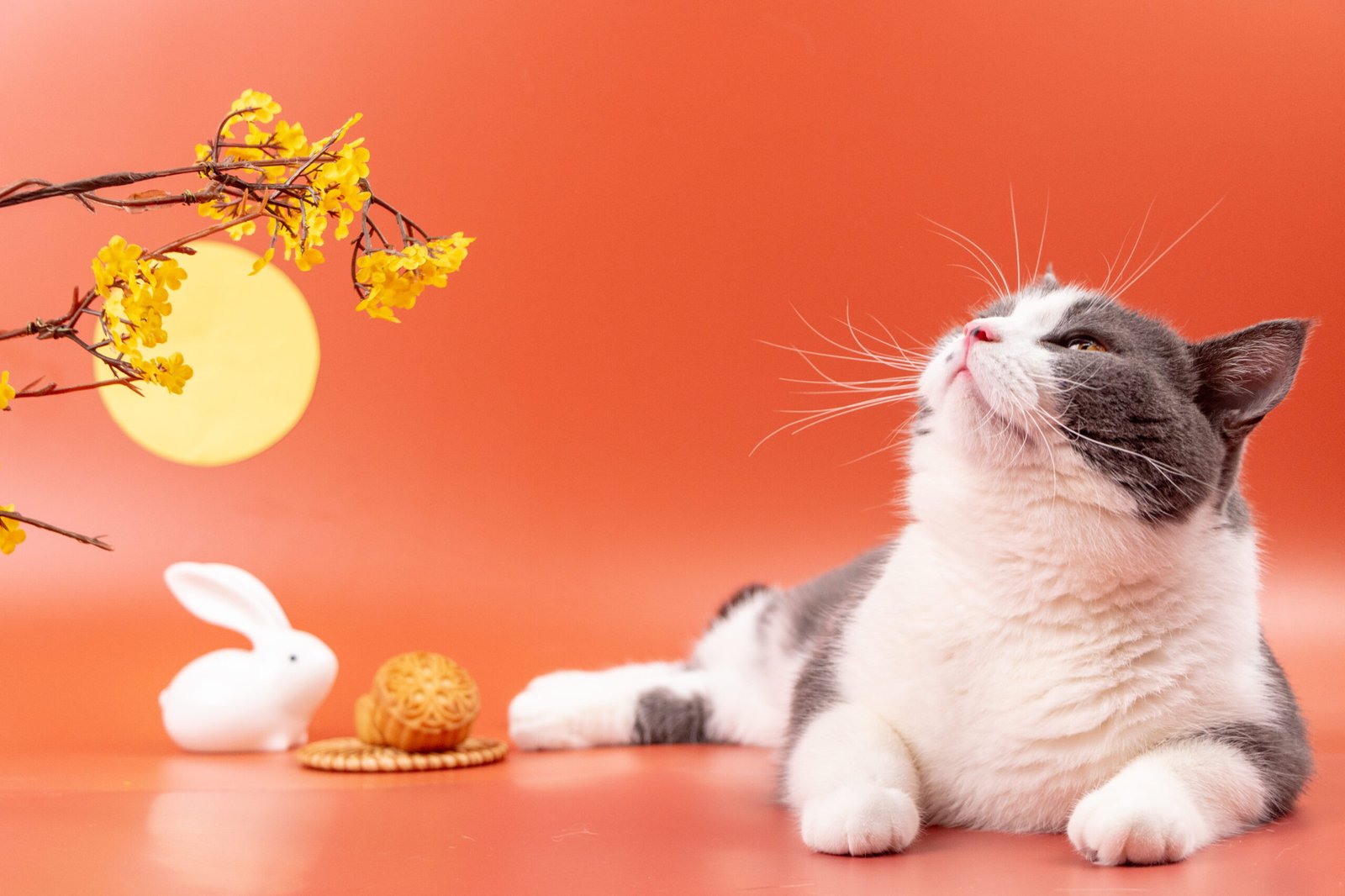 A5-chatgpt 中秋貓