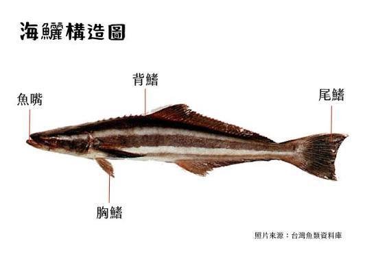 海鱺（Rachycentron canadum）側面構造圖：標示魚嘴、背鰭、胸鰭、尾鰭