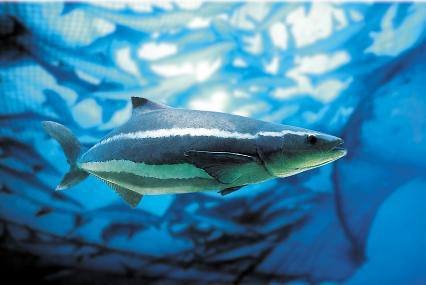 海鱺（軍曹魚）在箱網裡游動，體側有明顯的銀白色縱帶、頭部平扁