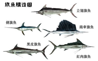 台灣常吃的五種旗魚