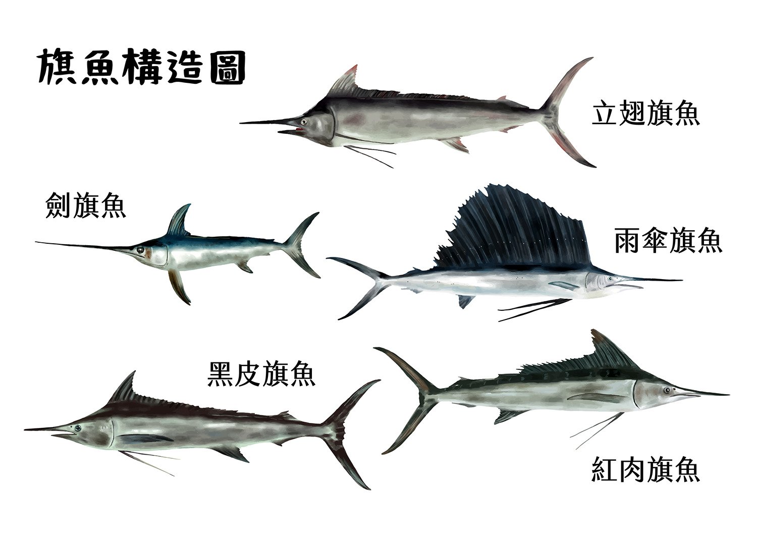 台灣常見五種旗魚比較圖：劍旗魚、黑皮旗魚、紅肉旗魚、立翅旗魚（白皮旗魚）、雨傘旗魚