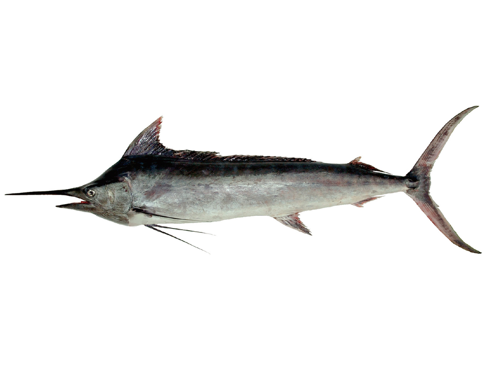 立翅旗魚（白皮旗魚）側面照，肉色白、脂肪厚，市場上也叫白肉旗魚、翹翅仔、闊胸仔、油旗魚